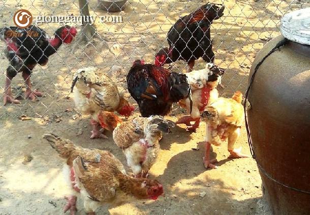 Bán gà đông tảo thuần chủng