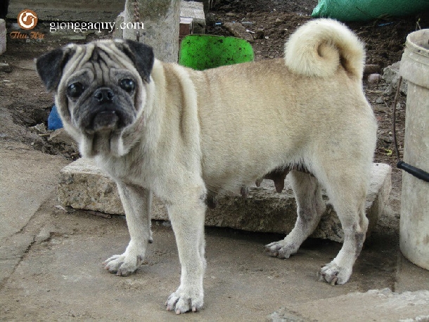 Kỹ Thuật nuôi chó