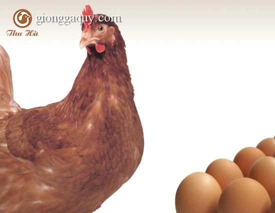 Kỹ thuật chăn nuôi gà thương phẩm giống siêu trứng HY-LINE và BABCOCK_B 380