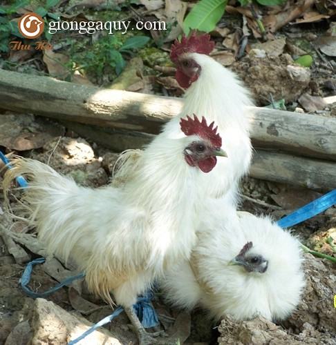 Đặc điểm nhận biết gà ác