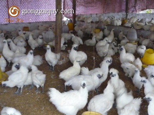 Gà ác thuần chủng