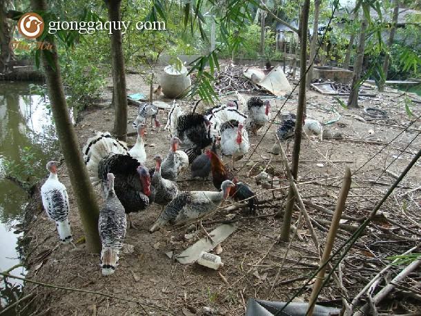 Hướng dẫn làm chuồng nuôi gà tây