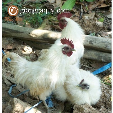 Kỹ thuật nuôi gà ác