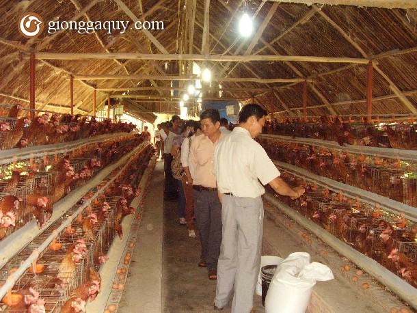 Kỹ thuật chăn nuôi gà công nghiệp