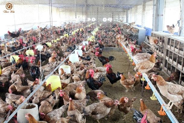 Kỹ thuật chăn nuôi gà hướng thịt