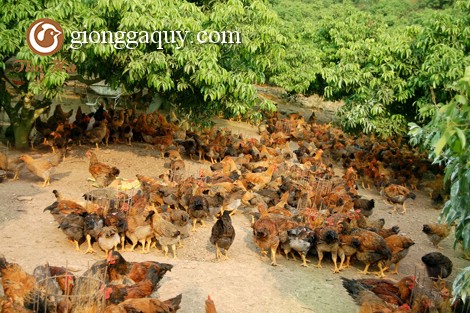 Kỹ thuật chăn nuôi gà thả vườn