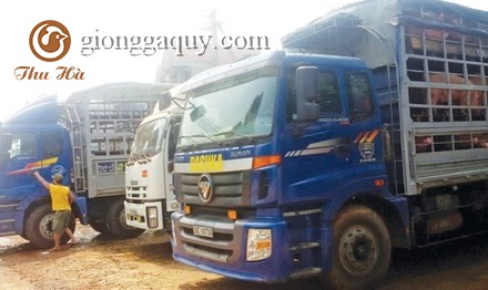 Thương lái Trung Quốc ‘lật kèo’, người nuôi lợn lao đao