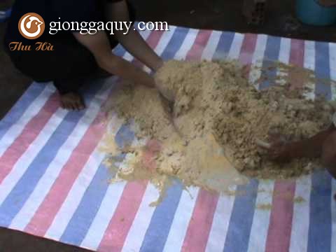 Kỹ thuật ủ thức ăn chăn nuôi bằng men vi sinh hoạt tính