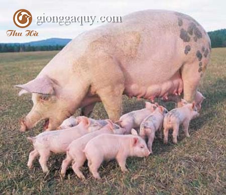 Các dạng thức ăn thường dùng cho lợn