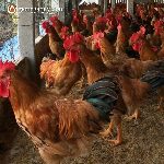 Bán gà ri vàng rơm thuần giống