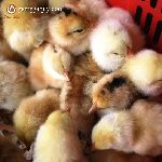 Bán giống gà ri tía mận lai 3/4