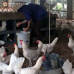 Bán gà ai cập lông trắng giống