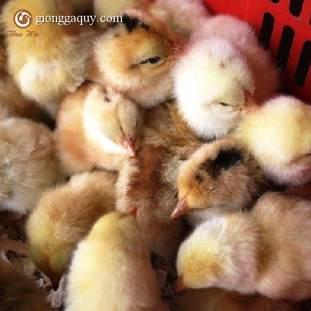 Bán giống gà ri tía mận lai 3/4